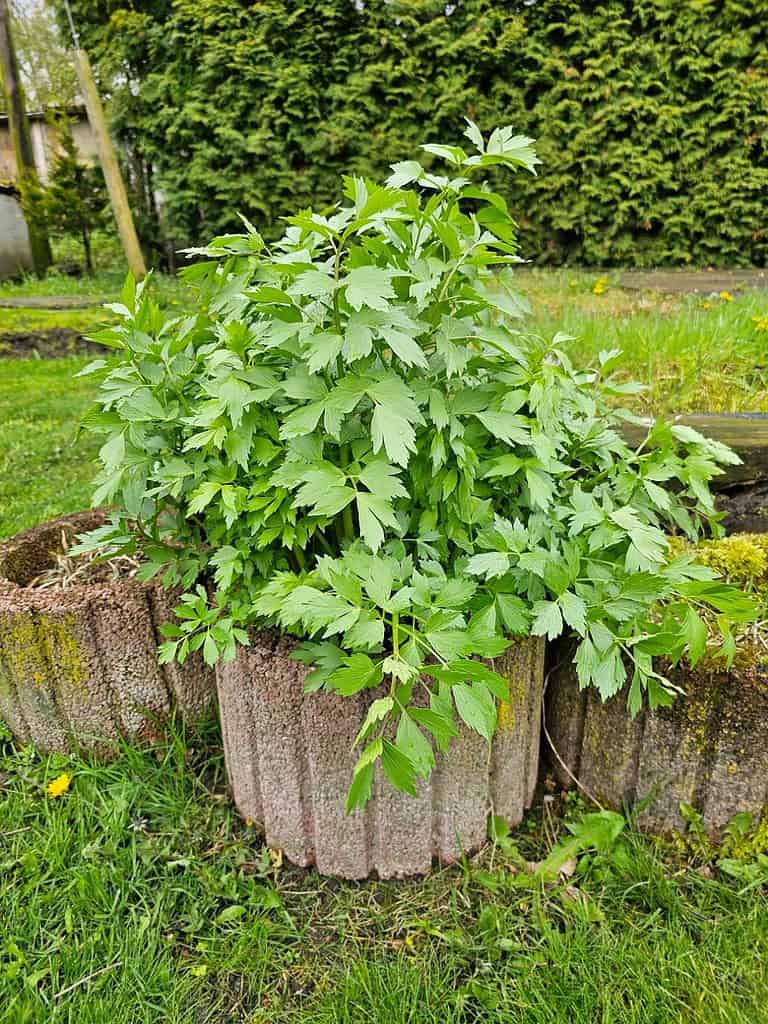 wp 16820800614035092837638920996996 Liebstöckel (Maggiekraut)