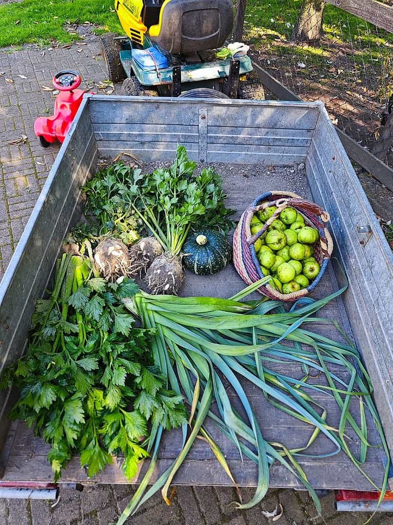 wp 16943469512755866526208487941993 Frische Ernte aus unserem Garten